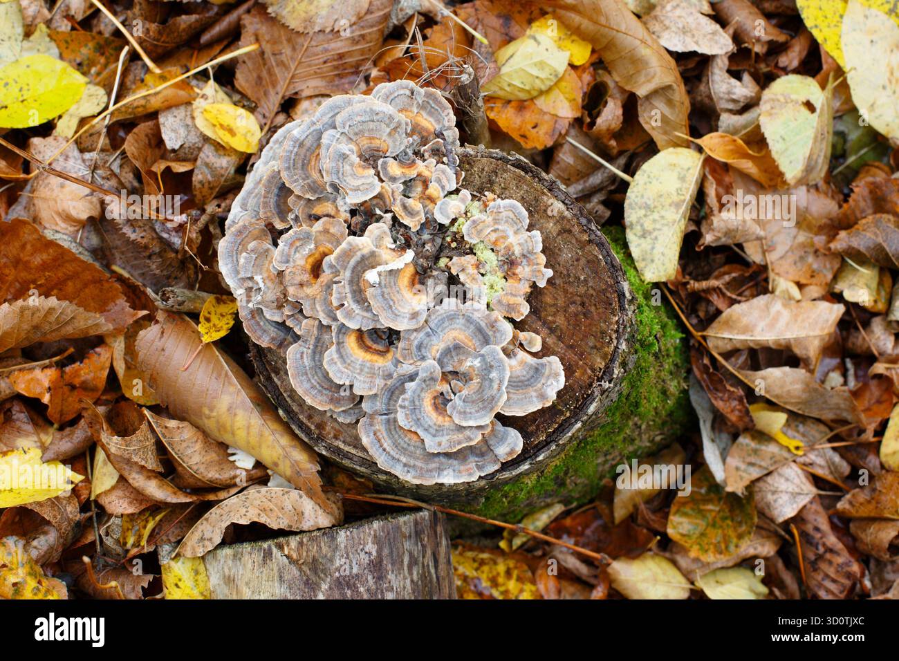 Truthahnschwanzpilz wächst auf einem verfaulenden Baumstumpf. Trametes versicolor Stockfoto