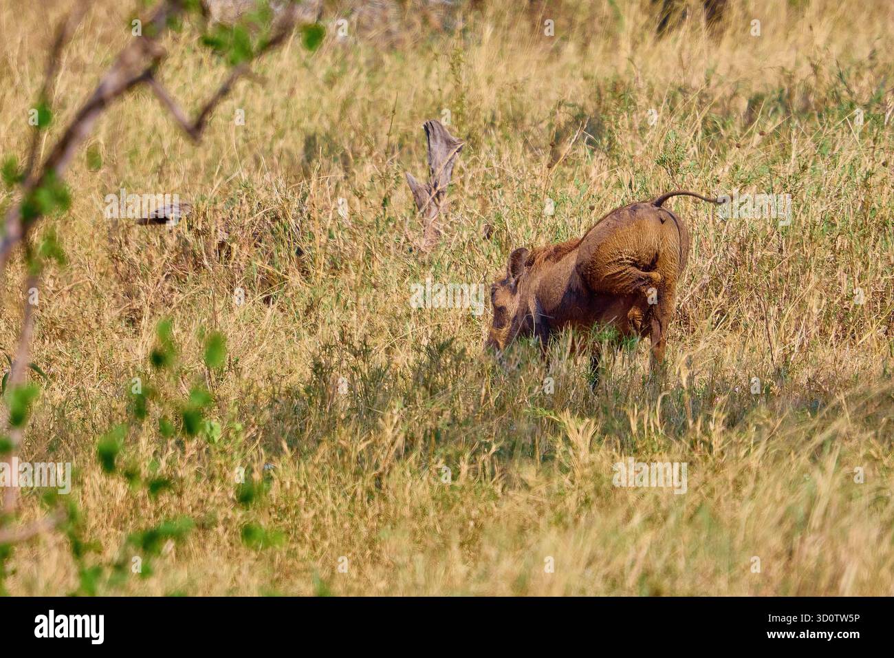 Warzenschwein gräbt nach Maden, während er zu Juckreiz neigt Stockfoto