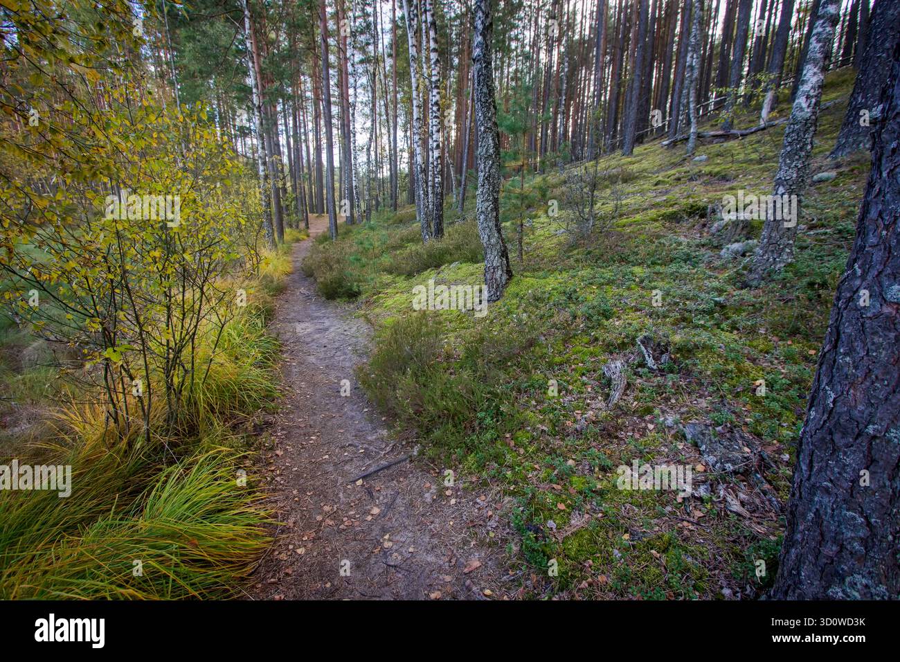 Wanderweg im Moor Čepkelių im Nationalpark Dzukija, Litauen Stockfoto