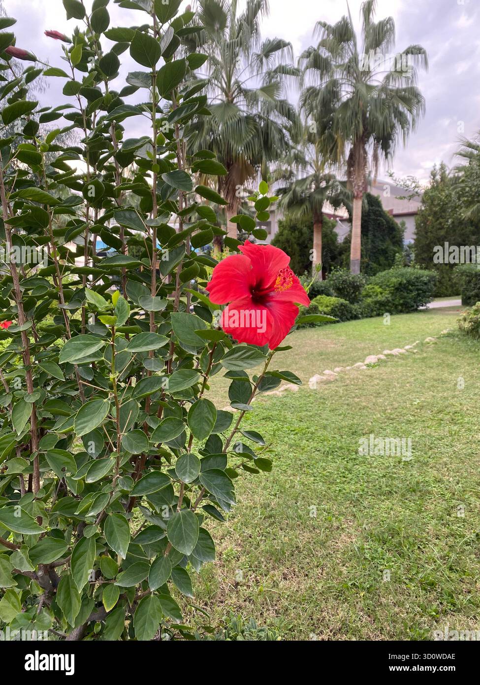 Rote Hibiskusblüte vor grünem Hintergrund. Stockfoto
