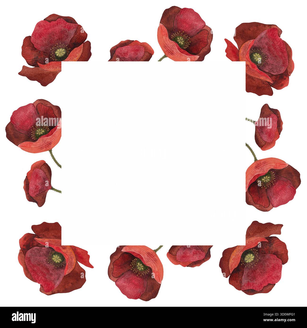 Rahmen mit Mohnblumen in Aquarellfarben. Quadratischer Rahmen mit roten Mohnblumen auf weißem Hintergrund. Stockfoto