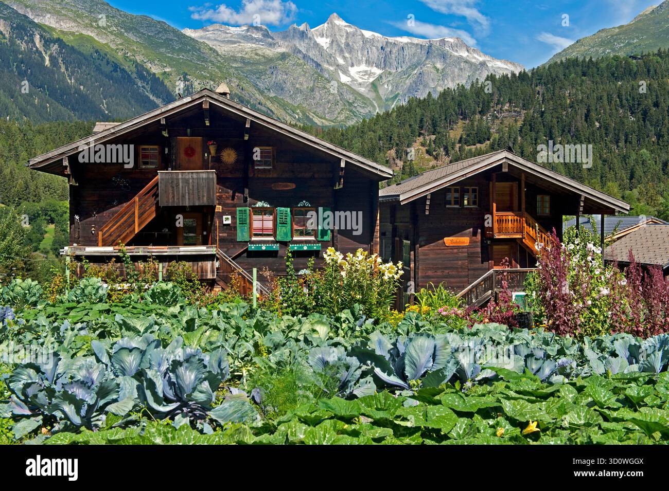 Zwei Walliser Chalets in einem Gemüsegarten, Mühlebach, Wallis, Schweiz Stockfoto