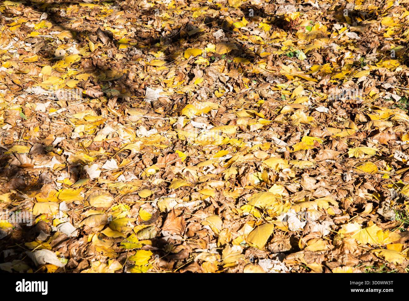 Gefallene goldene Herbstblätter bedecken den Boden und schaffen eine reichhaltige natürliche Textur und einen saisonalen Hintergrund, der perfekt für Design- oder Naturmotive geeignet ist. Stockfoto
