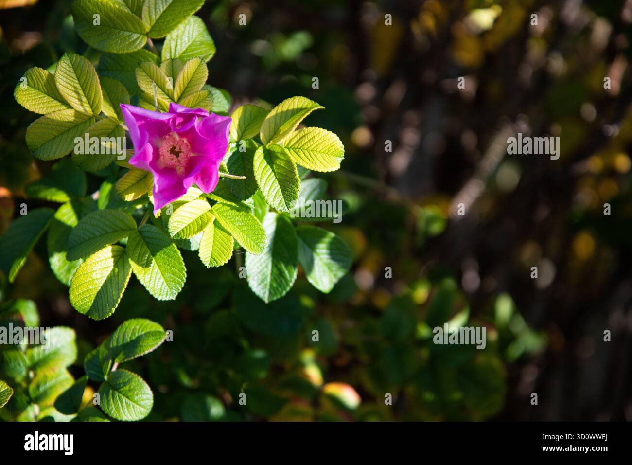 Eine einzelne rosafarbene Rugosa Rose mit grünen Blättern, die am Fluss Lea wachsen und die Schönheit der Wildblumen entlang des Flusses einfangen. Stockfoto