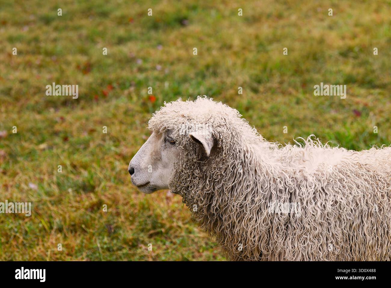Die Schafe seiner Weide. Stockfoto