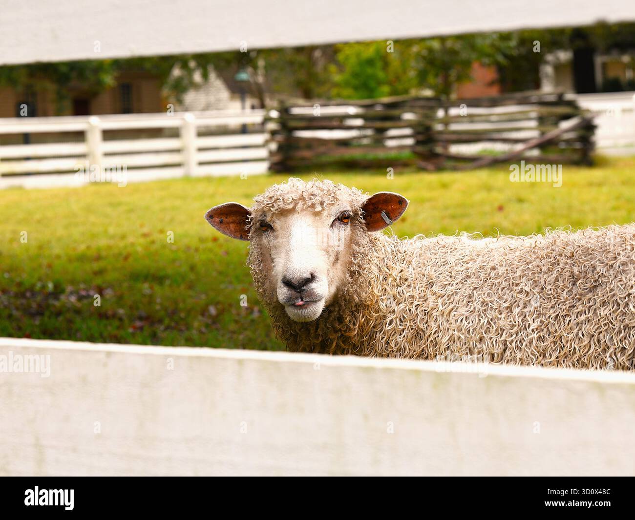 Die Schafe seiner Weide. Stockfoto