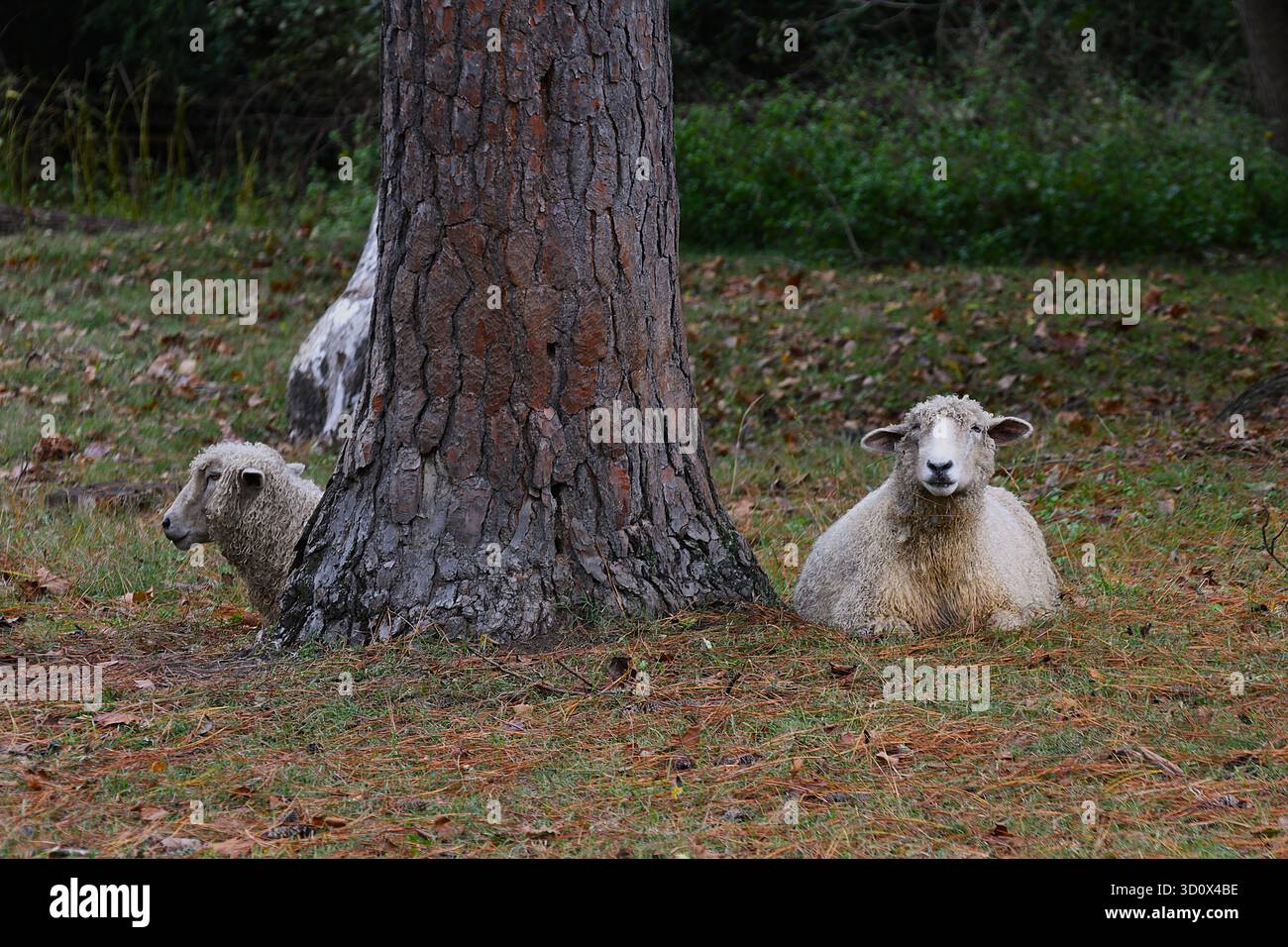 Die Schafe seiner Weide. Stockfoto