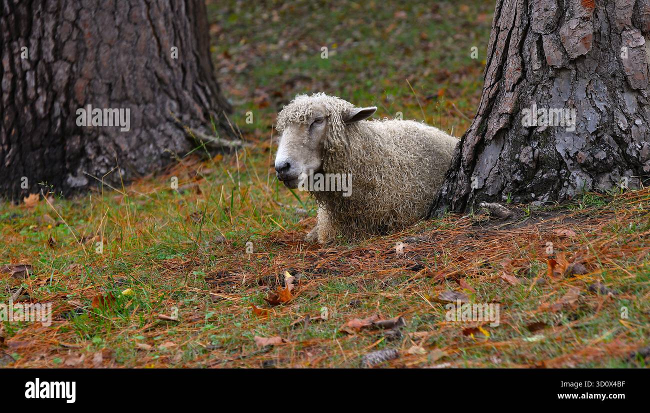 Die Schafe seiner Weide. Stockfoto