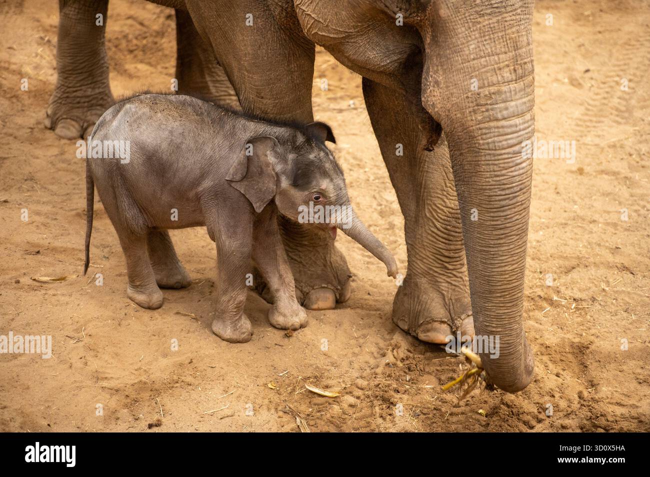 Blackpool Zoo, Blackpool, Lancashire, Großbritannien. Oktober 2025. Ein seltenes asiatisches Elefantenkalb im Blackpool Zoo. Tara, der Elefant, gebar im September ein weibliches Kalb und ItÕs die erste erfolgreiche Elefantengeburt im Blackpool Zoo. Die Neuankömmlinge hieß Zaiya, was burmesischen Ursprungs ist und Stärke bedeutet. Quelle: John Eveson/Alamy Live News Stockfoto