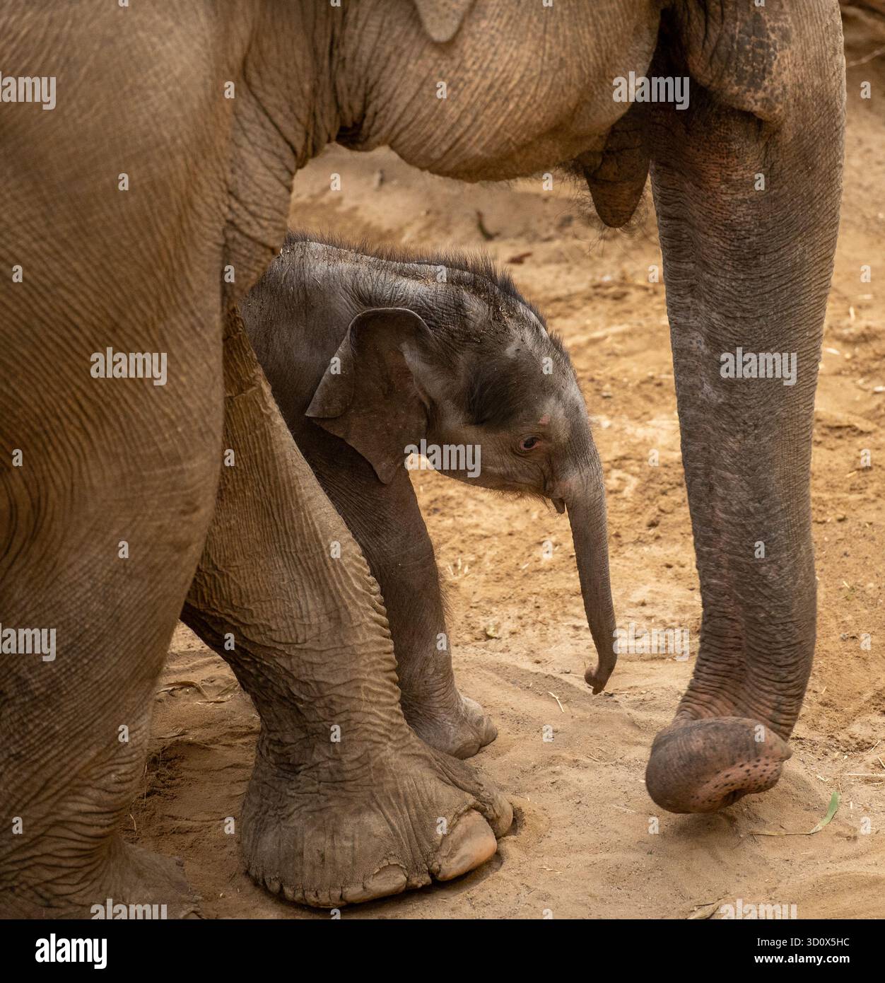 Blackpool Zoo, Blackpool, Lancashire, Großbritannien. Oktober 2025. Ein seltenes asiatisches Elefantenkalb im Blackpool Zoo. Tara, der Elefant, gebar im September ein weibliches Kalb und ItÕs die erste erfolgreiche Elefantengeburt im Blackpool Zoo. Die Neuankömmlinge hieß Zaiya, was burmesischen Ursprungs ist und Stärke bedeutet. Quelle: John Eveson/Alamy Live News Stockfoto