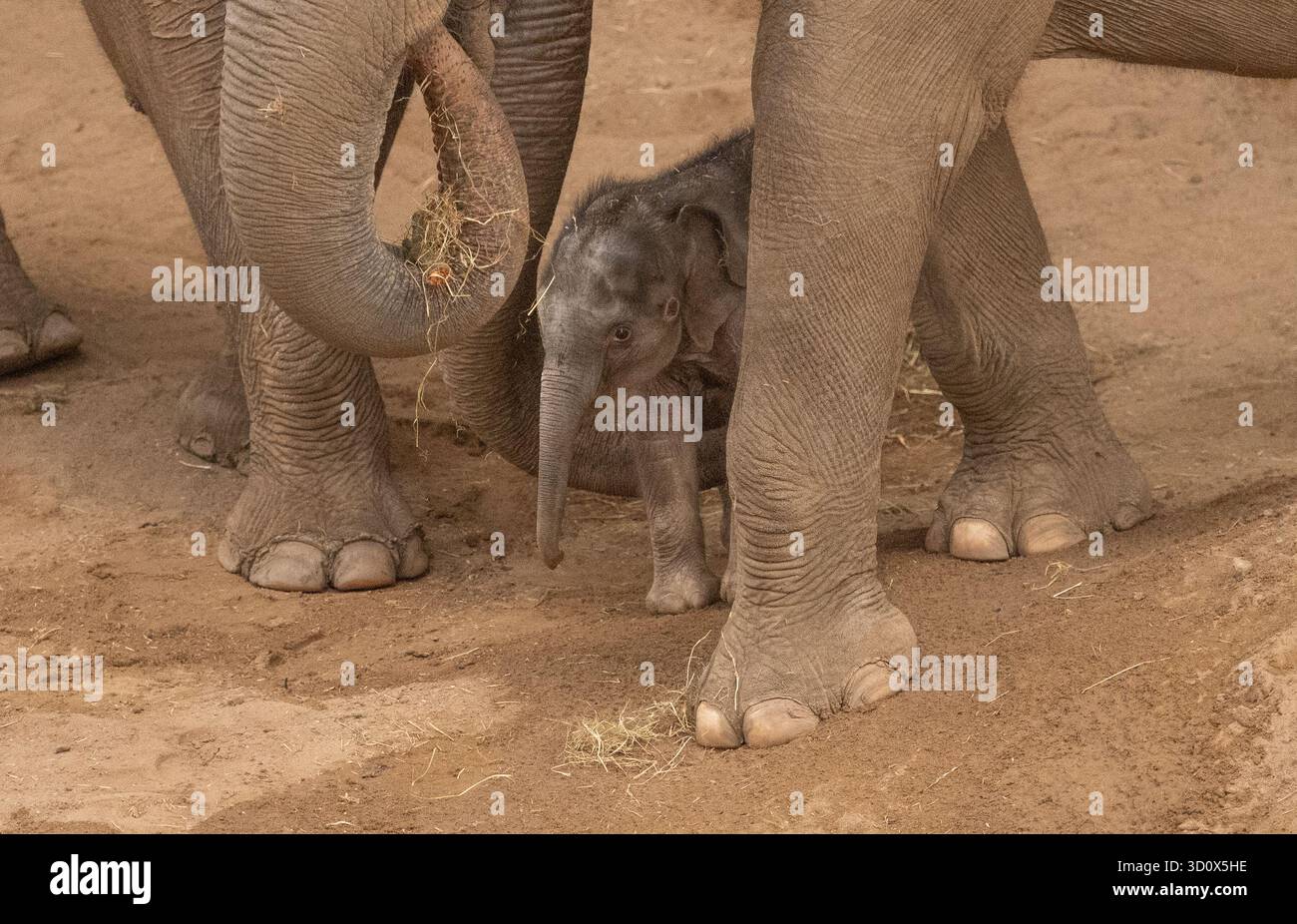 Blackpool Zoo, Blackpool, Lancashire, Großbritannien. Oktober 2025. Ein seltenes asiatisches Elefantenkalb im Blackpool Zoo. Tara, der Elefant, gebar im September ein weibliches Kalb und ItÕs die erste erfolgreiche Elefantengeburt im Blackpool Zoo. Die Neuankömmlinge hieß Zaiya, was burmesischen Ursprungs ist und Stärke bedeutet. Quelle: John Eveson/Alamy Live News Stockfoto