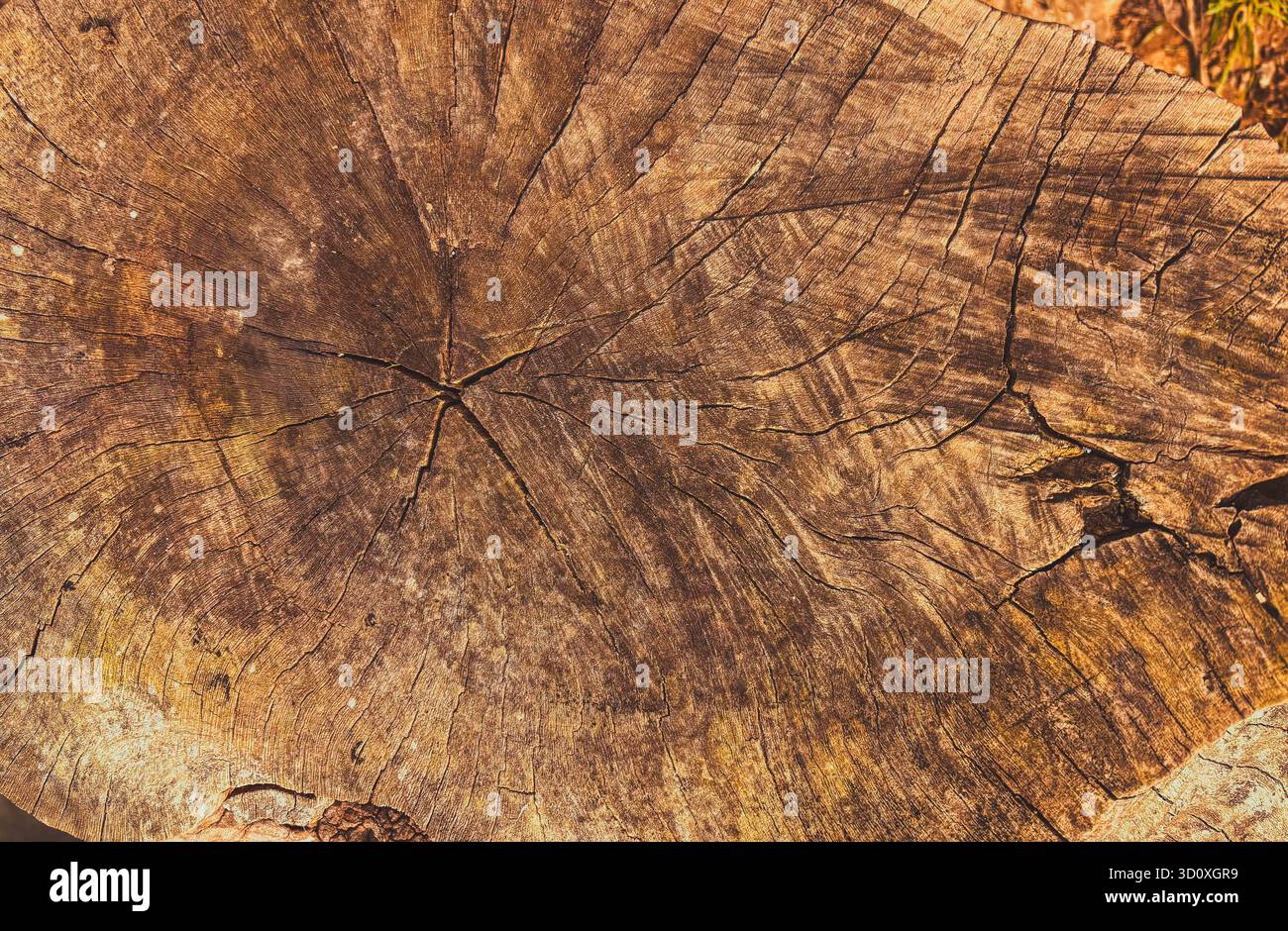 Draufsicht eines gerissenen und verwitterten Baumstumpfes Stockfoto