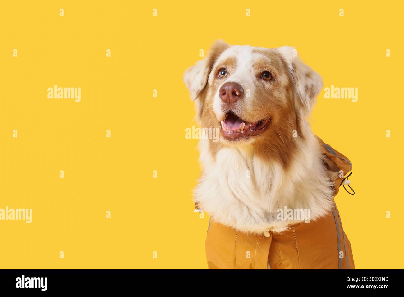 Süßer australischer Schäferhund im Regenmantel auf gelbem Hintergrund, Großaufnahme Stockfoto