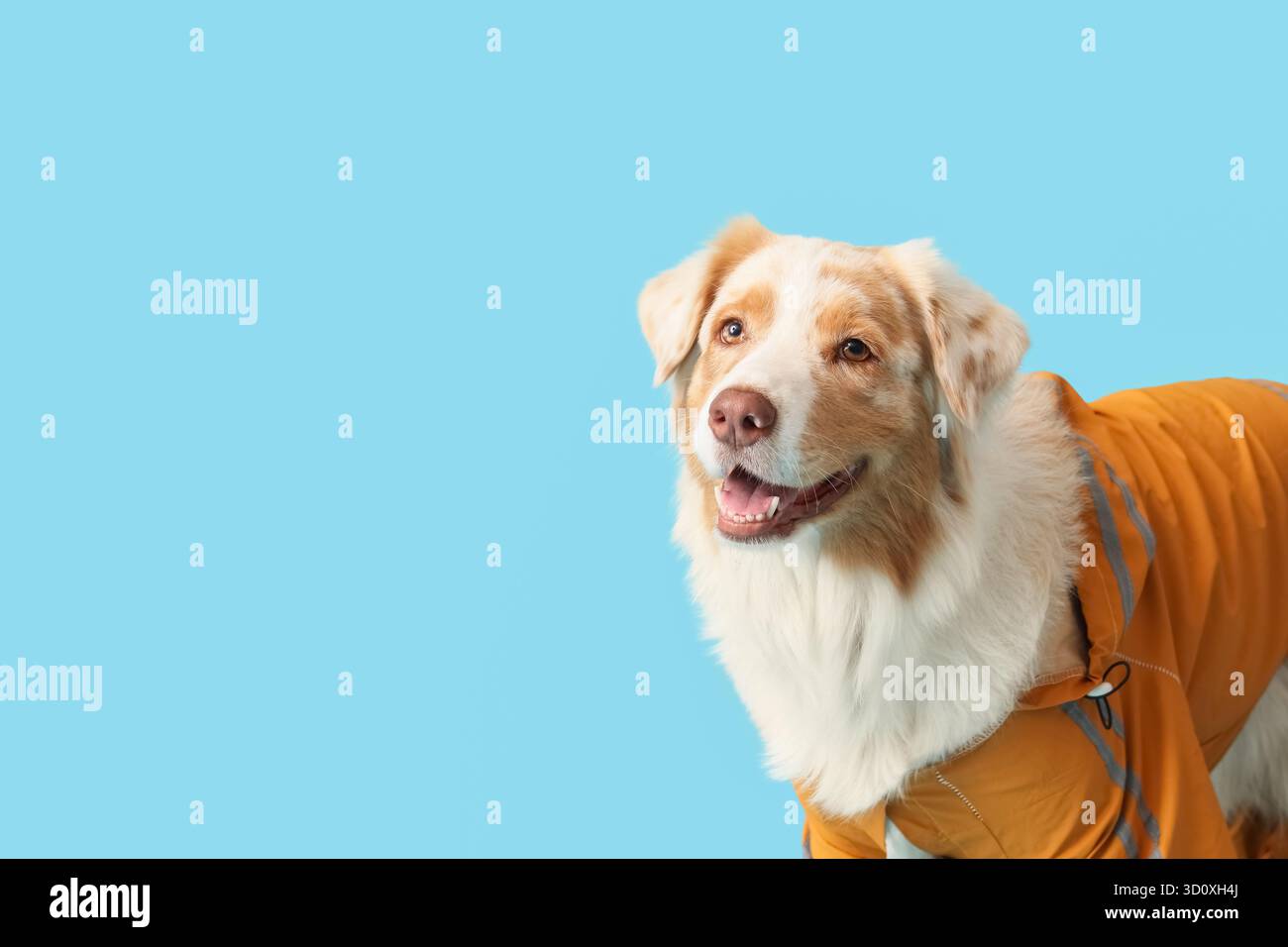 Niedlicher australischer Schäferhund im Regenmantel auf blauem Hintergrund Stockfoto