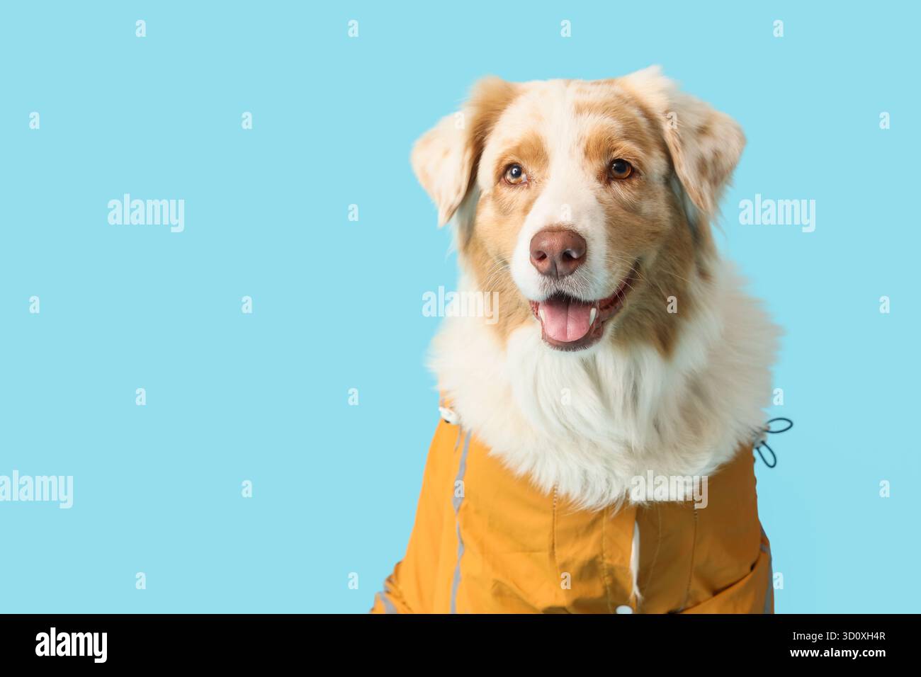 Süßer australischer Schäferhund im Regenmantel auf blauem Hintergrund, Großaufnahme Stockfoto