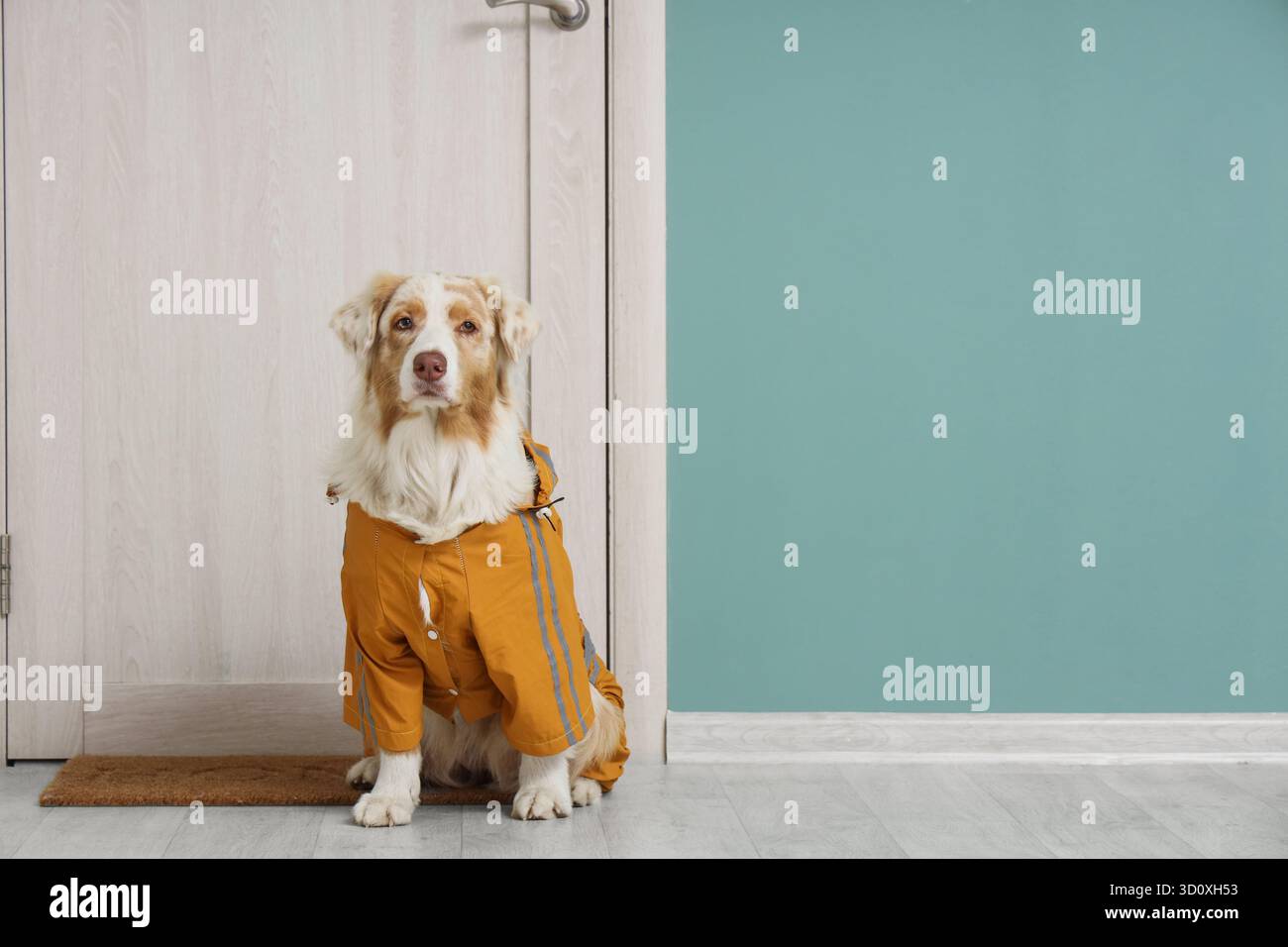 Süßer australischer Schäferhund, der Regenmantel in der Nähe der Tür im Flur trägt Stockfoto