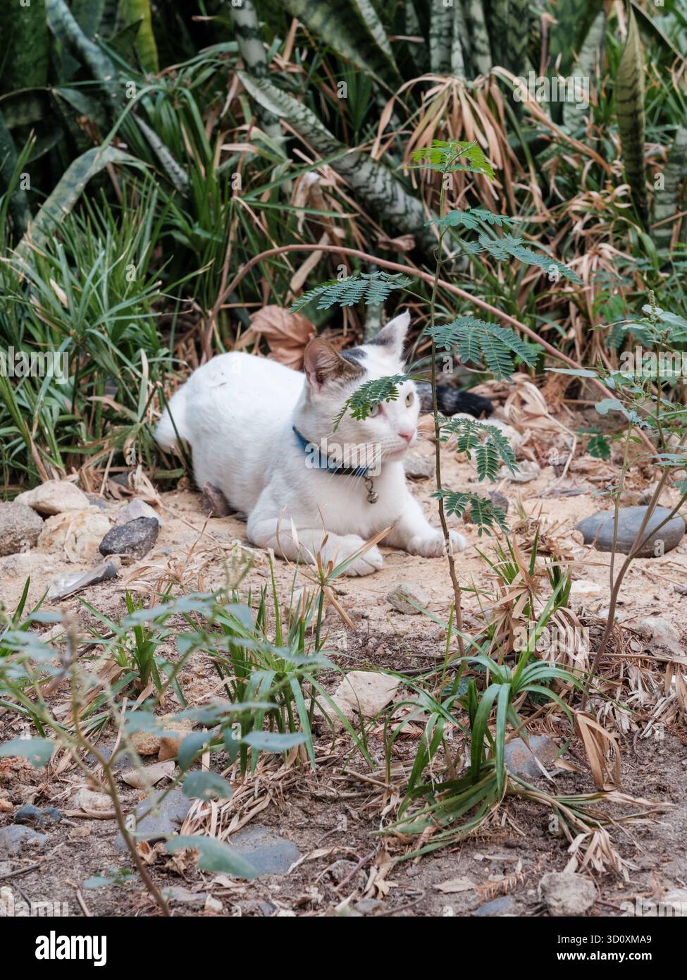 Eine Hauskatze versteckt hinter Blättern im Garten in Maadi, Kairo, Ägypten Stockfoto
