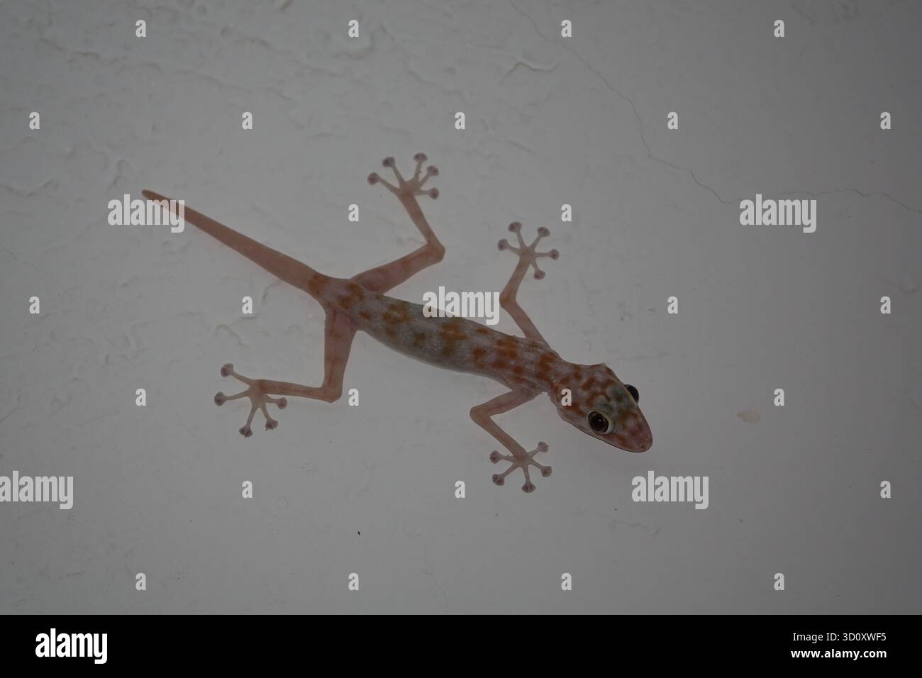 Das mediterrane Haus Gecko (Hemidactylus turcicus) Stockfoto