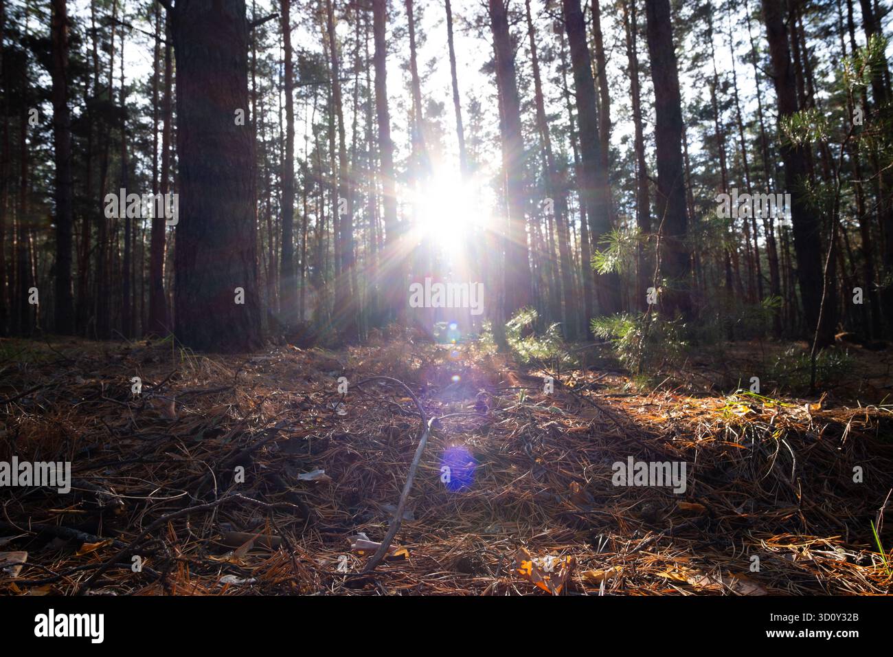 Die Sonne scheint durch die Bäume im herbstlichen Kiefernwald. Natürlicher Hintergrund Stockfoto
