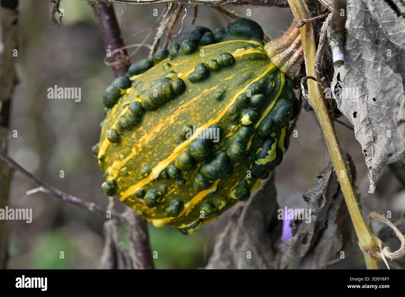 Grüner und gelber warziger dekorativer Kürbisfrucht UK Garden September Stockfoto