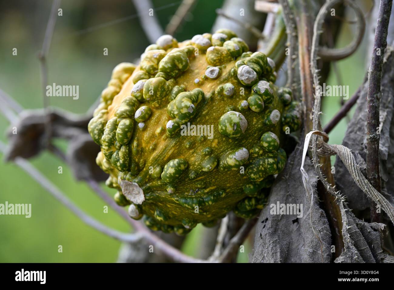 Grüner und gelber warziger dekorativer Kürbisfrucht UK Garden September Stockfoto
