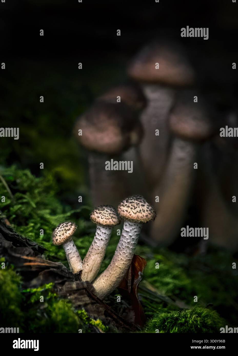 Makrofotografie von drei dunklen Honigpilzen (Armillaria ostoyae) in einem dunklen Wald, atmosphärische dunkle Stimmung, niedriger Engel, vertikal Stockfoto