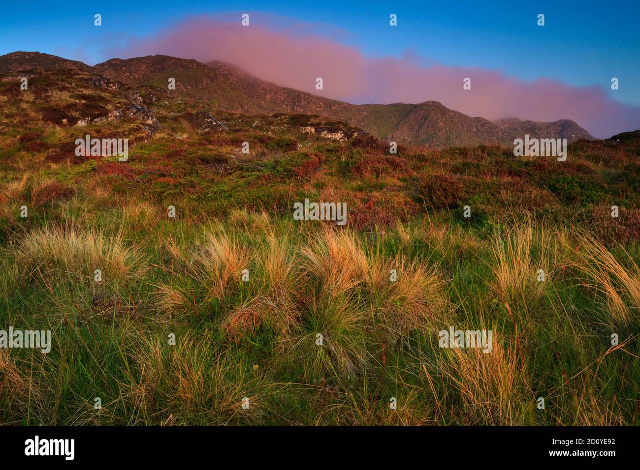 Grasbewachsene Felder und Hügel im Frühsommermorgen im Nordosten der Insel Runde, Møre kommune, Herøy og Romsdal, Norwegen. Stockfoto