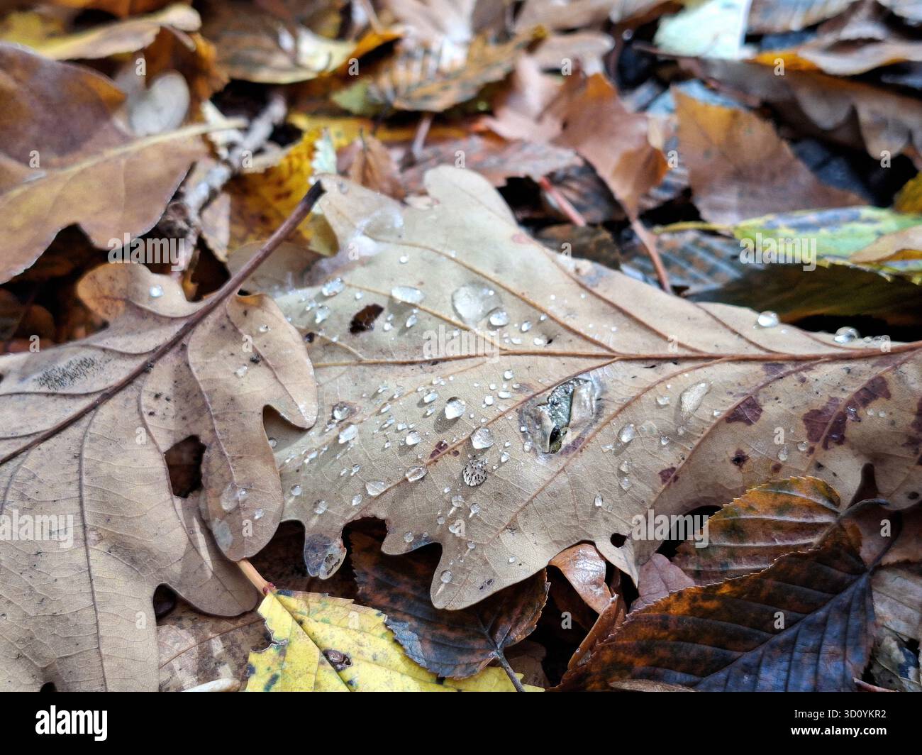 Wassertropfen auf ein Blatt im Wald im Herbst Stockfoto