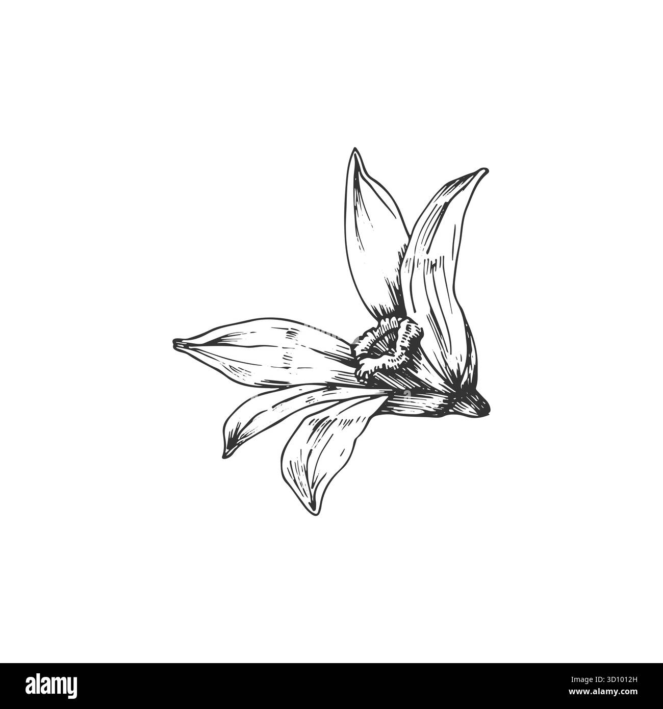 Vanilleorchideenblume handgezeichnete Vektorillustration. Schwarzweiß-Objekt isoliert Stock Vektor