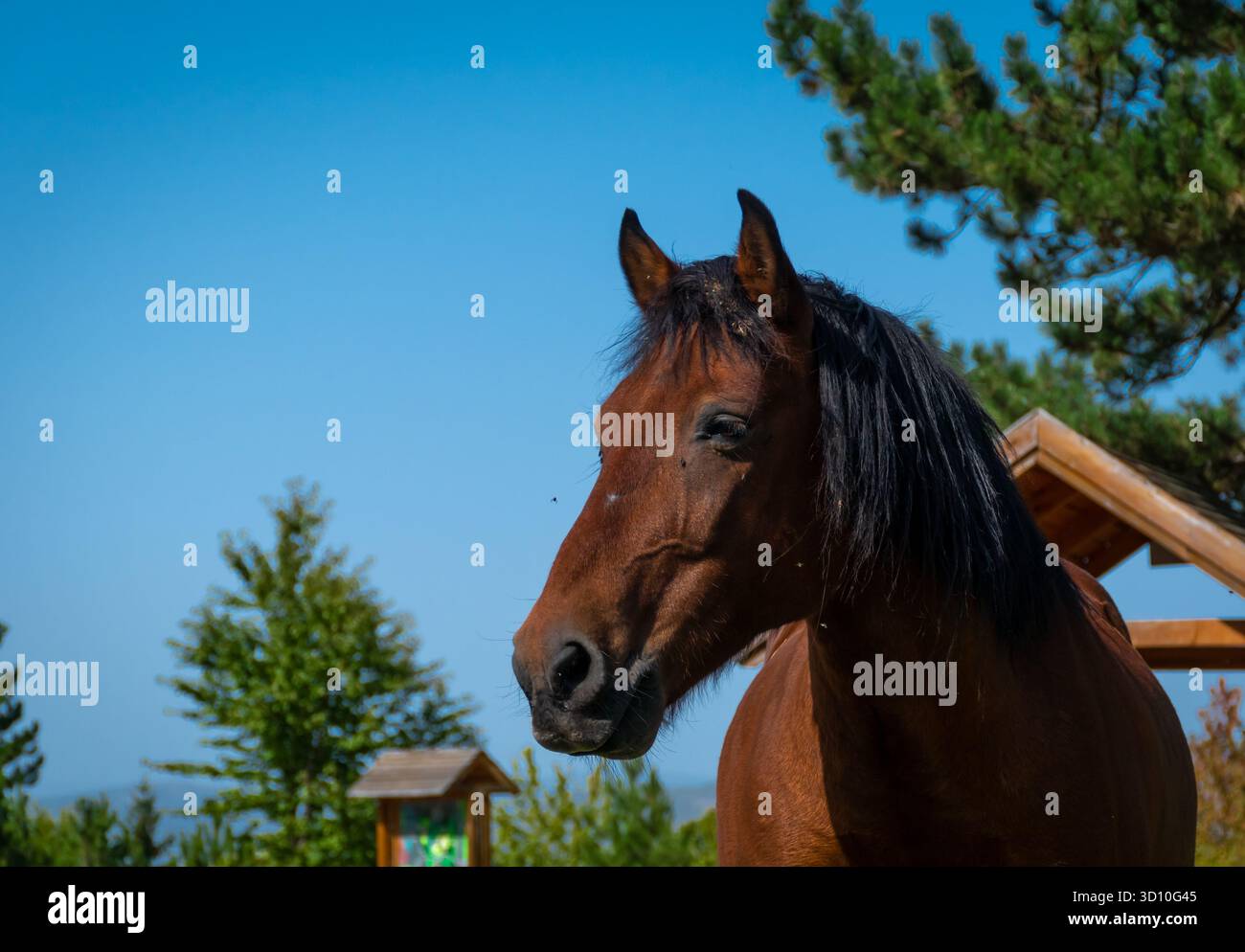 Pferd, posiert für die Kamera Stockfoto