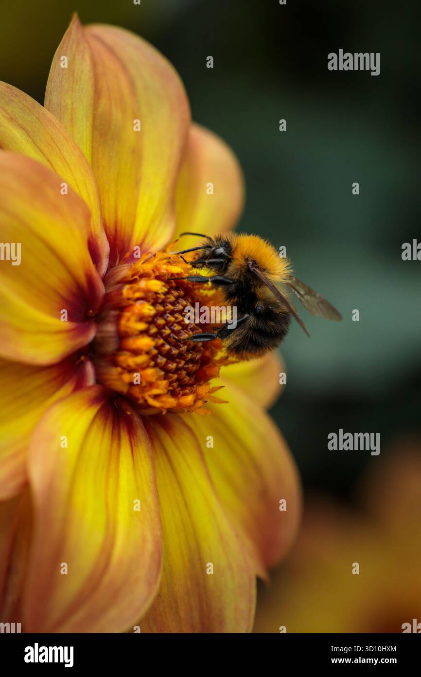 Nahaufnahme einer Hummel (Bombus sp.) Sammeln von Pollen auf einer lebhaften gelb-orangen Dahlie Stockfoto