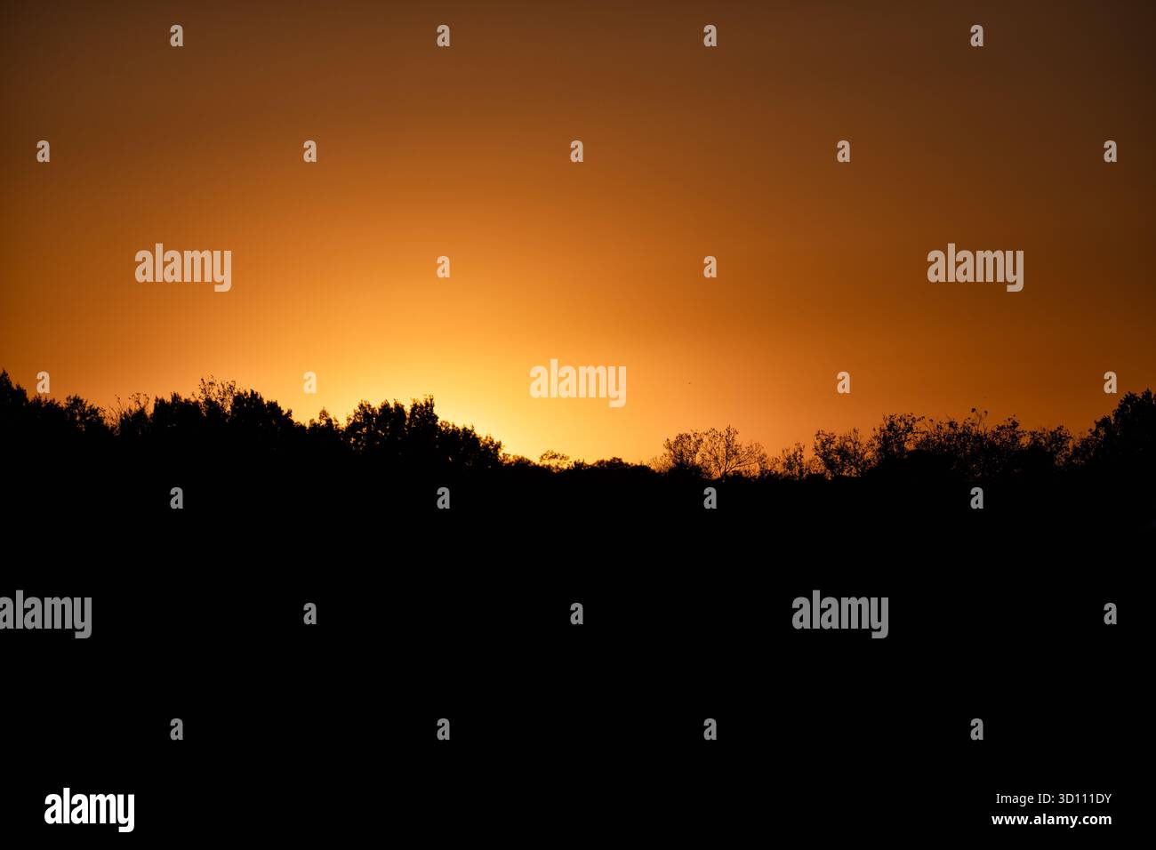 Sonnenuntergang über Bäumen Washington DC // WASHINGTON DC – ein orangenes Leuchten der untergehenden Sonne erzeugt einen warmen Verlauf über dem Himmel über einer Silhouettenbaumlinie in Washington D.C. die Bäume erscheinen als dunkle Formen am Horizont und heben die natürliche Schönheit der städtischen Umgebung hervor. Washington D.C., die Hauptstadt der Vereinigten Staaten, ist bekannt für seine vielen Parks und Grünflächen. Der District of Columbia ist mit der Stadt verbunden und grenzt an Maryland und Virginia. Stockfoto