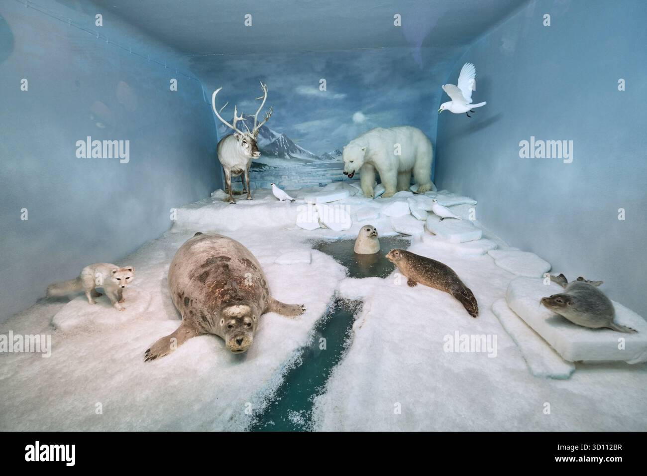 Oslo, Norwegen - 6. September 2025: Ausstellung von gefüllten Polartieren. Naturkundemuseum. Universität Oslo Stockfoto