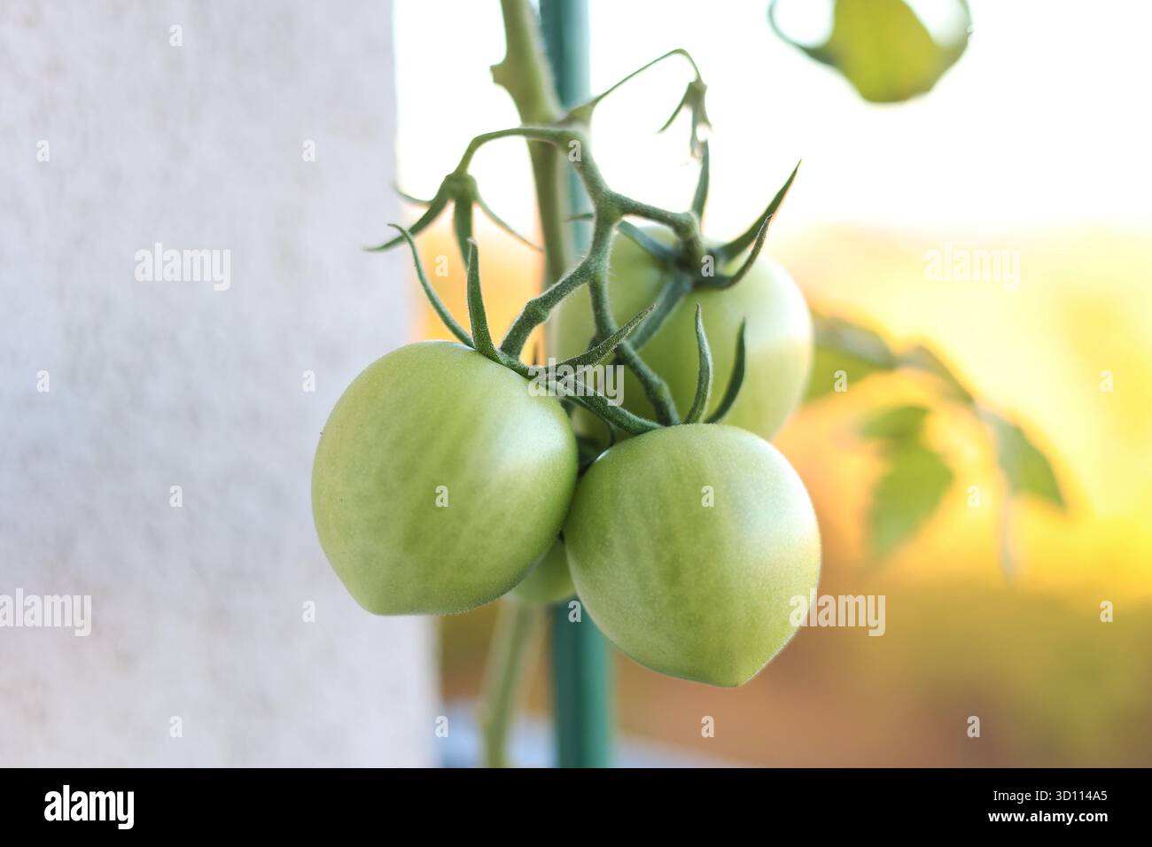 Unreife, grüne Kirschtomaten, die auf einer Weinrebe wachsen, in einem Topf-Balkongarten eines Wohnblocks Stockfoto