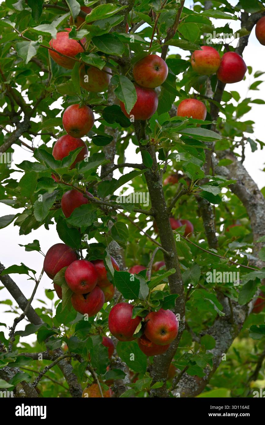 Anbau roter Herbstfrüchte des Apfels Jonathon UK Garden September Stockfoto