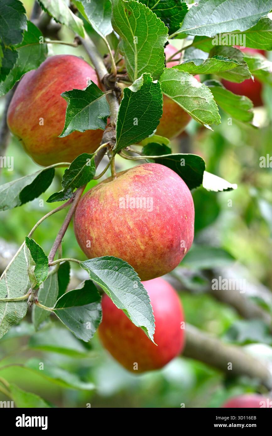 Anbau roter Herbstfrüchte des Apfels Jonathon UK Garden September Stockfoto