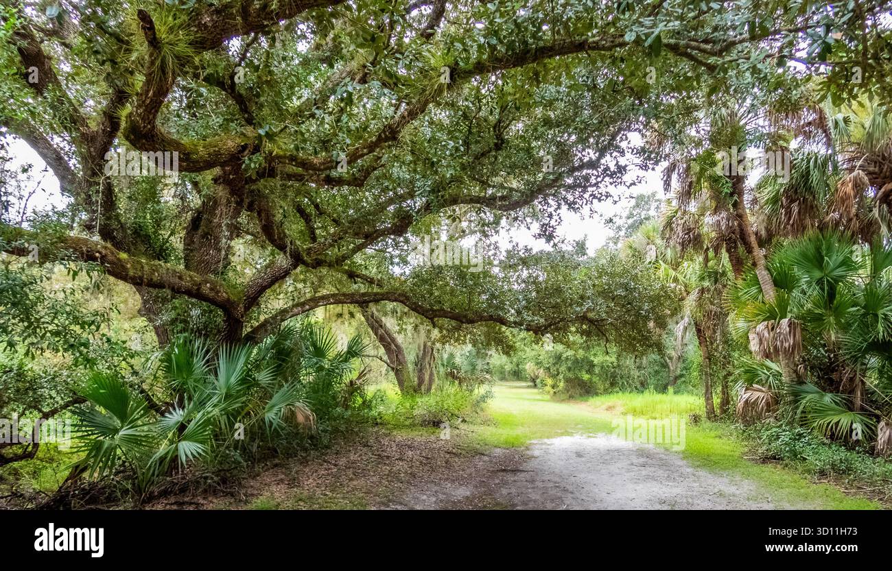 Myakkahatchee Creek Environmental Park in North Port, Florida, USA Stockfoto