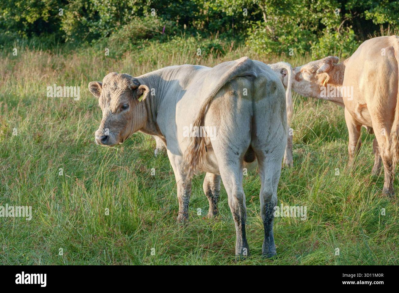 Rinder, die auf einer Graswiese in der Republik Irland umherstreifen Stockfoto
