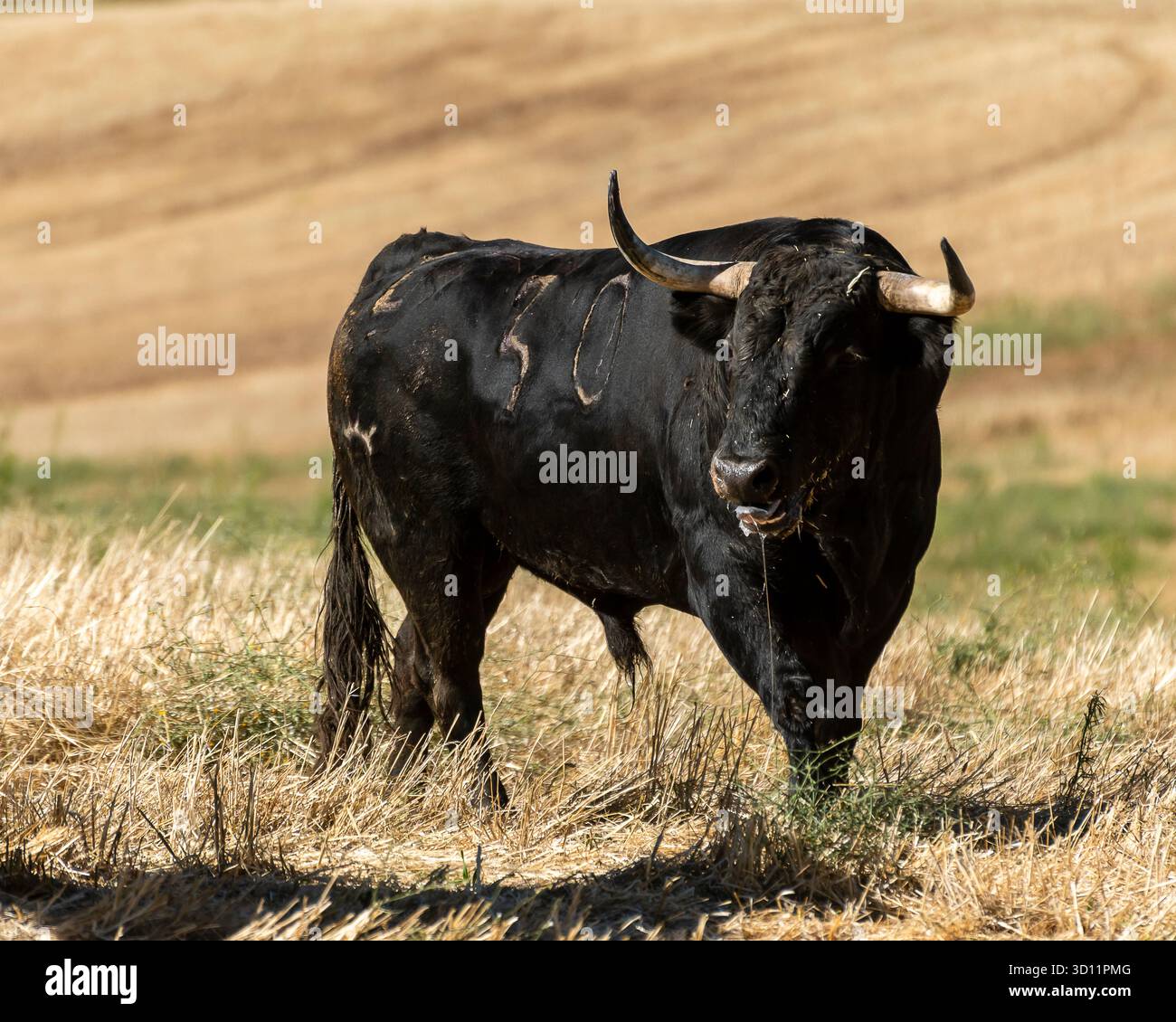 Stier weidet in einem sonnendurchfluteten Feld, umgeben von goldenem Stroh am späten Nachmittag Stockfoto