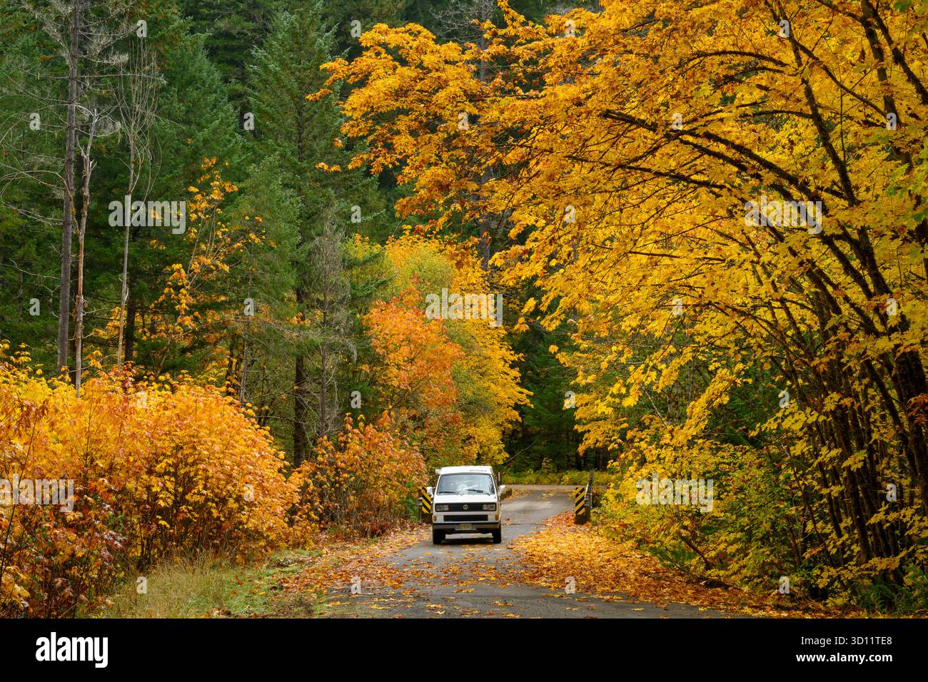 VW Westfalia auf der US Forest Service Road 1927 entlang des North Fork Middle Fork Willamette River, Oregon. Stockfoto