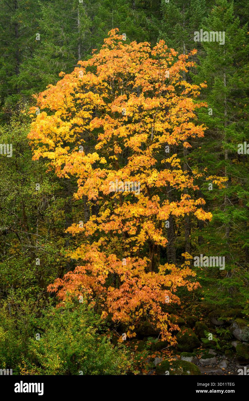 Ein bigleaf-Ahornbaum mit Herbstfarbe; Willamette National Forest, Cascade Mountains, Oregon. Stockfoto