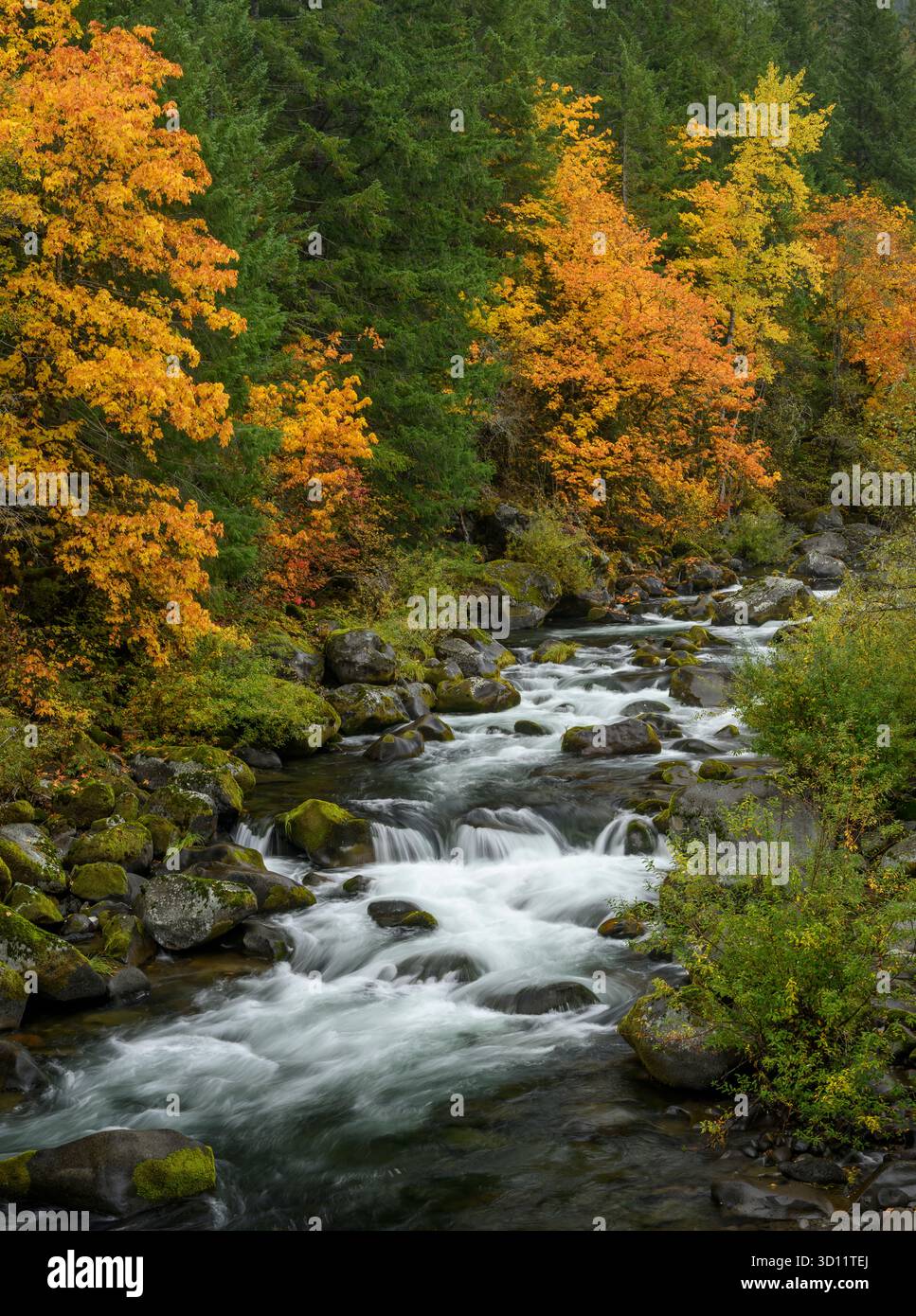 North Fork Middle Fork des Willamette River, Cascade Mountains, Oregon. Stockfoto