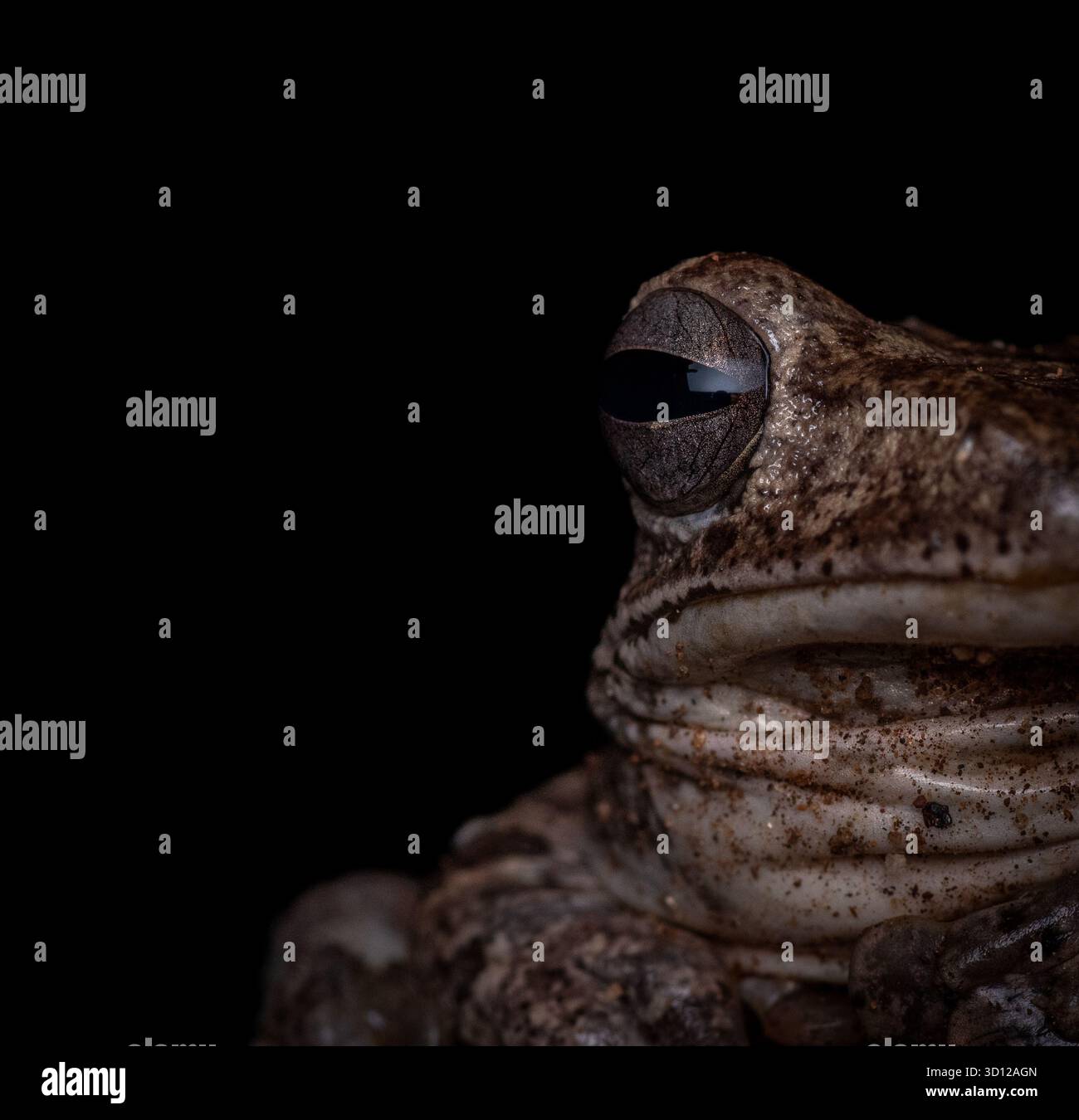 Ein markantes Makroporträt, das die melierte, körnige Hautstruktur und das große Auge eines nächtlichen Baumfrosches zeigt. Stockfoto