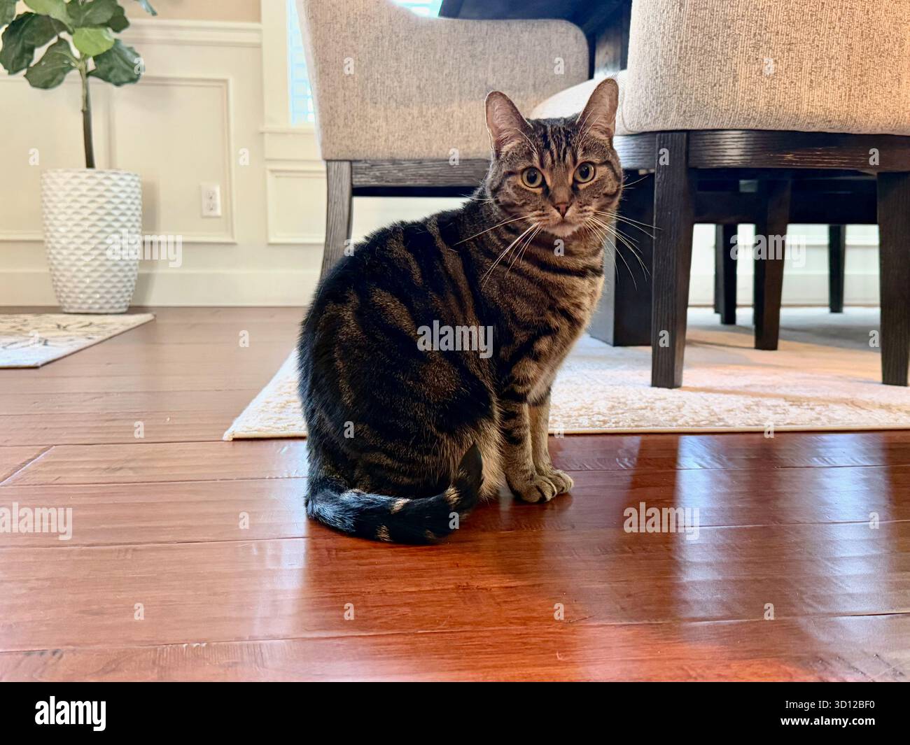 Meine verwöhnten Katzen Stockfoto