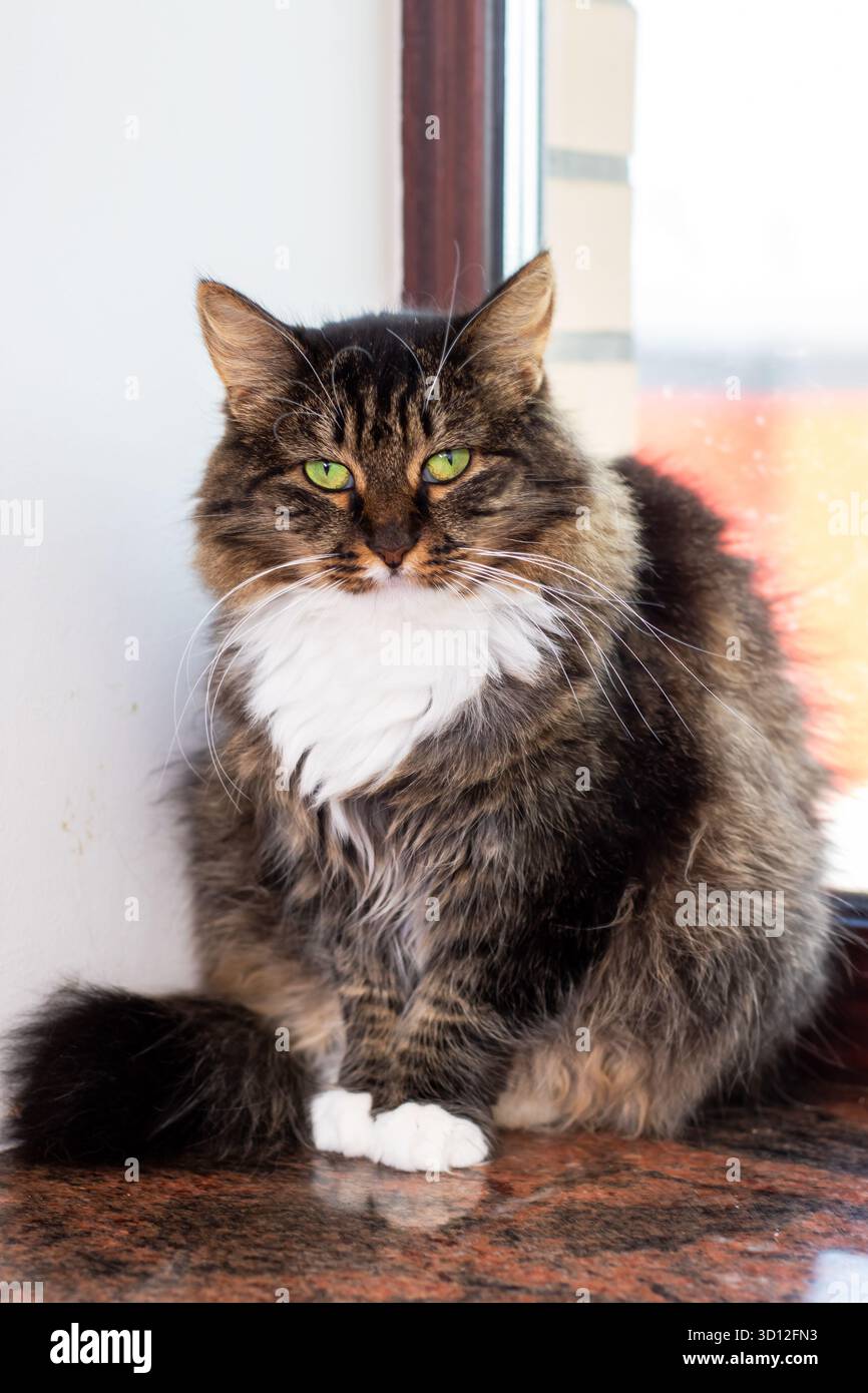 Eine wunderschöne Katze mit dickem Fell und auffälligen grünen Augen sitzt anmutig an einem Fenster und zeigt ihr elegantes Auftreten und ihre schöne Färbung. Stockfoto