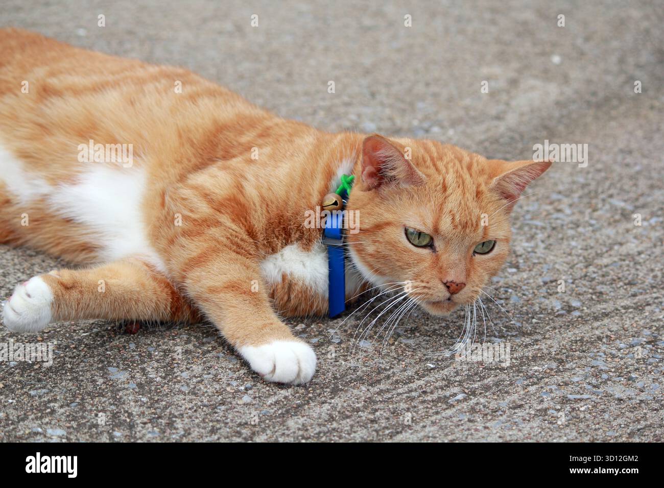 Ingwerorange und weiße Katze mit einem blauen Kragen auf einer grauen Betonoberfläche Stockfoto