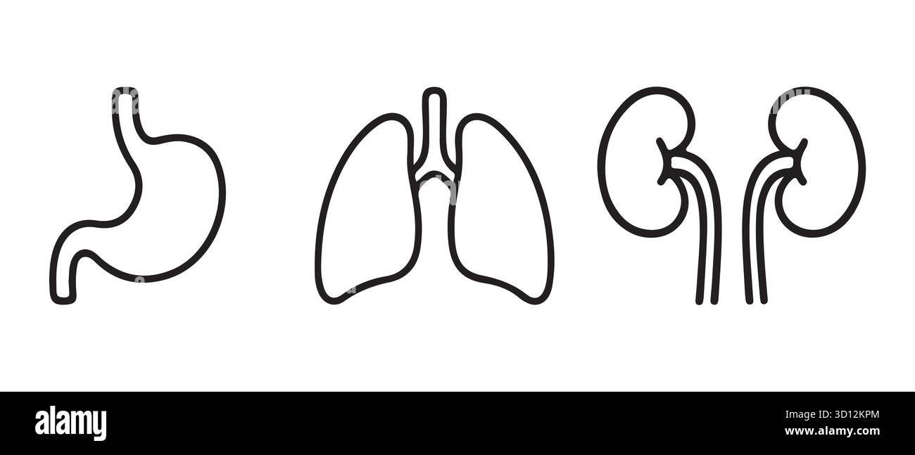 Symbole Für Menschliche Organlinien. Anatomievektor Für Magen, Lunge Und Nieren. Stock Vektor