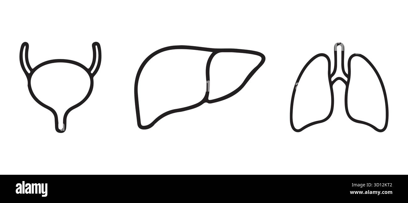 Minimalistische Symbole Für Menschliche Organe. Blase, Leber und Lunge Line Art für medizinisches und pädagogisches Design. Stock Vektor