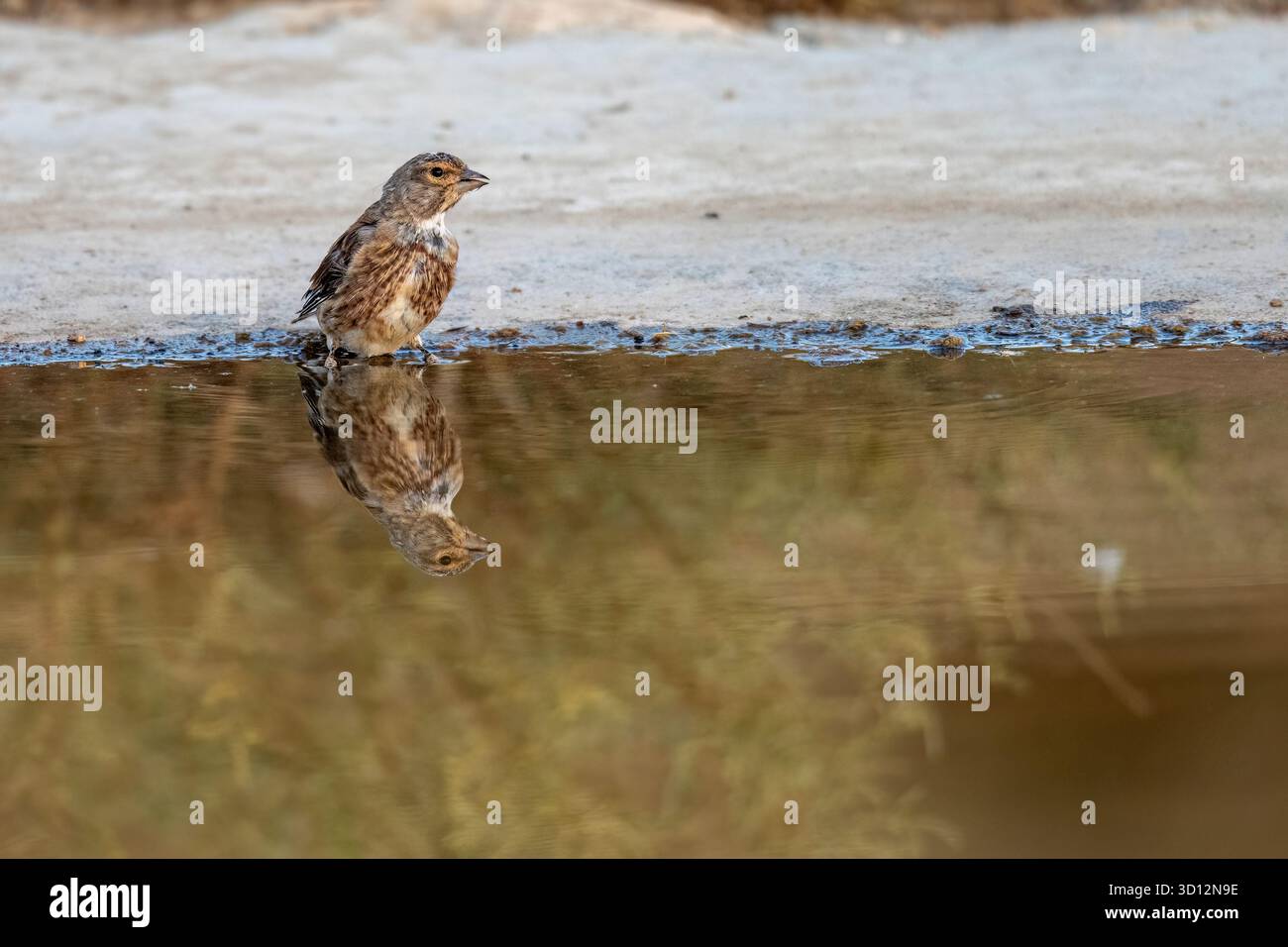 Gemeines Linnett in der Nähe einer schlammigen Pfütze auf feuchtem rötlichem Gelände in der Natur Stockfoto