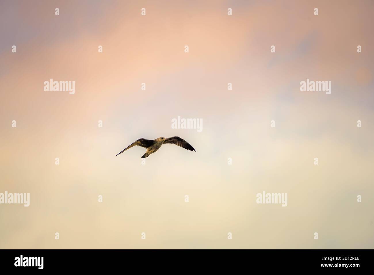 Vogel fliegt allein über einen weichen Pastellhimmel, Flügel ausgebreitet, ruhige Abendstimmung Stockfoto